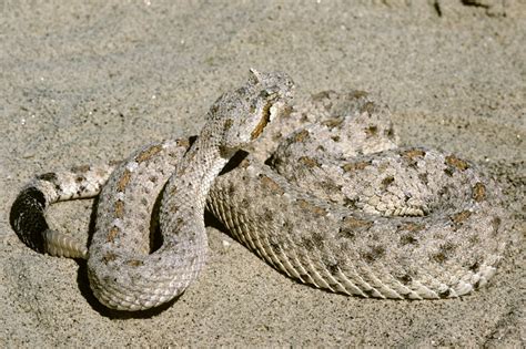 Sidewinder .